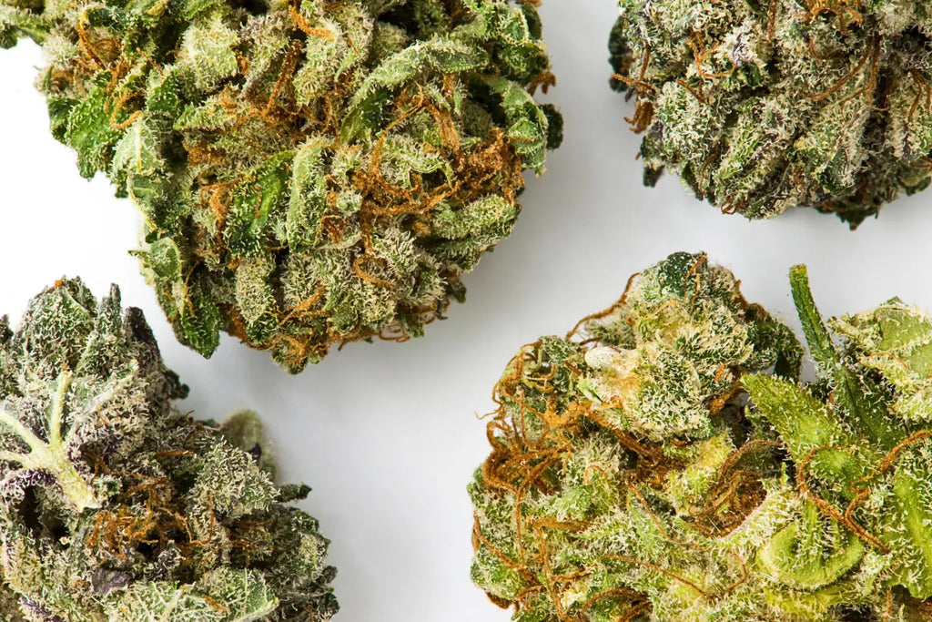 Hemp Flower vs. Marijuana: What’s the Difference and Which is Right for You?
