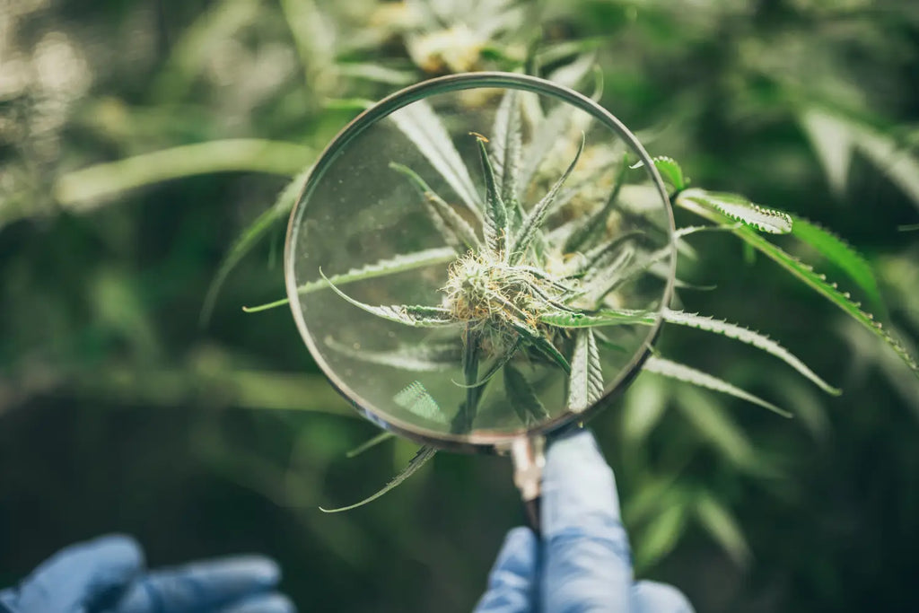 Is CBD flower psychoactive?