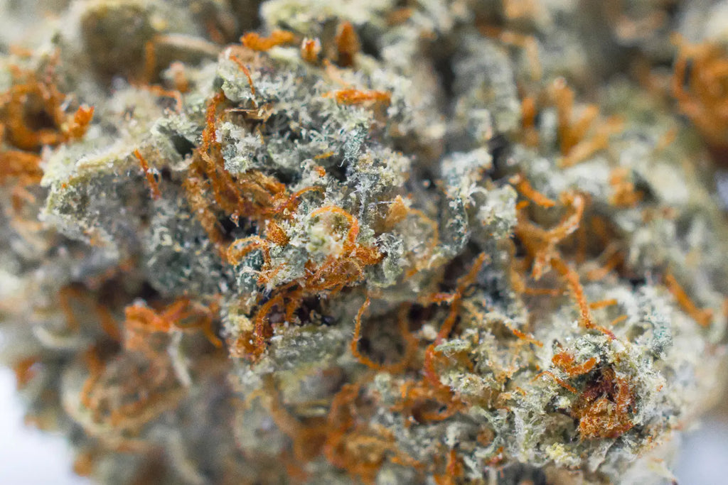 Is THCA Flower Real Weed? Understanding How THCA is Grown and Used