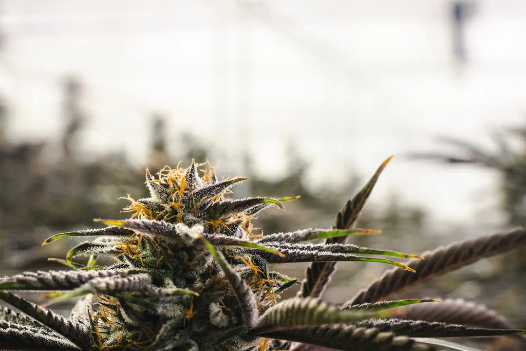 Maximizing Yield and Quality: A Comprehensive Guide to Growing Indoor Hemp Flower