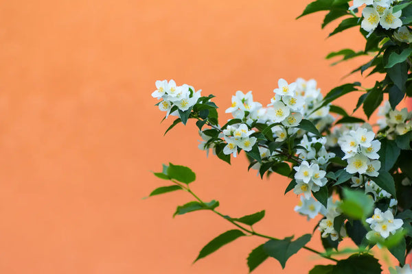 Terp Talk - Trans-Nerolidol: A Terpene with Promising Health Benefits