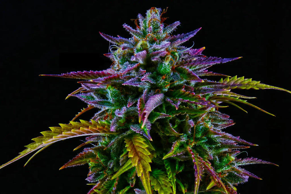 THCA vs THC Delta-9: Understanding the Differences in Cannabis Cannabinoids