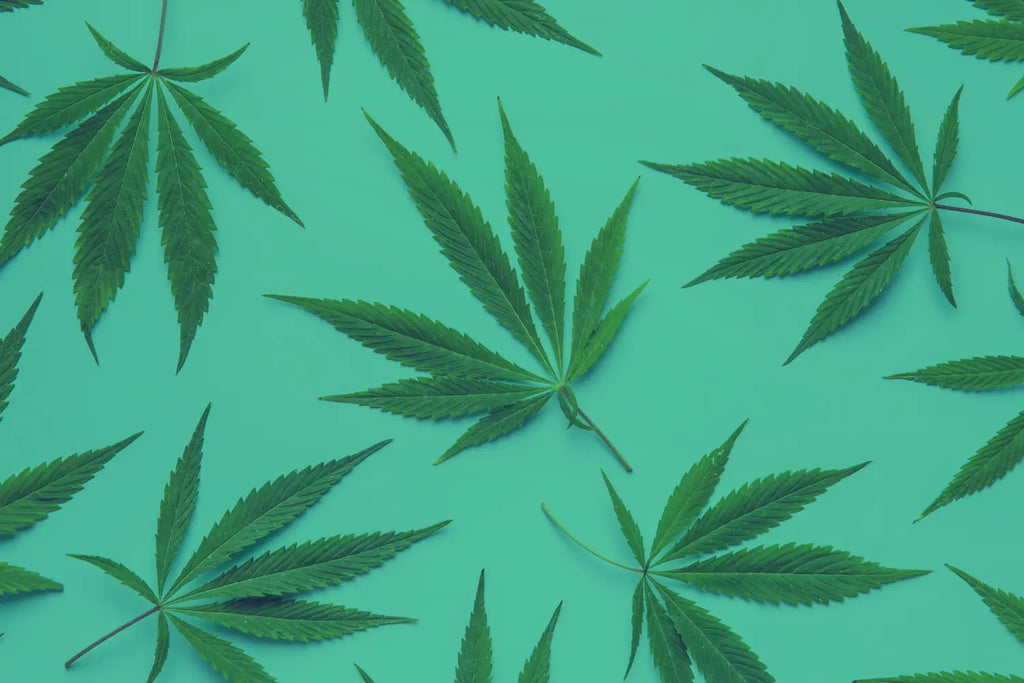 The Benefits of Taking a Break from Cannabis