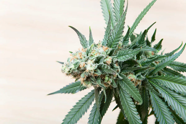 The Healing Potential of THCA Flower: Exploring its Anti-Inflammatory and Neuroprotective Benefits