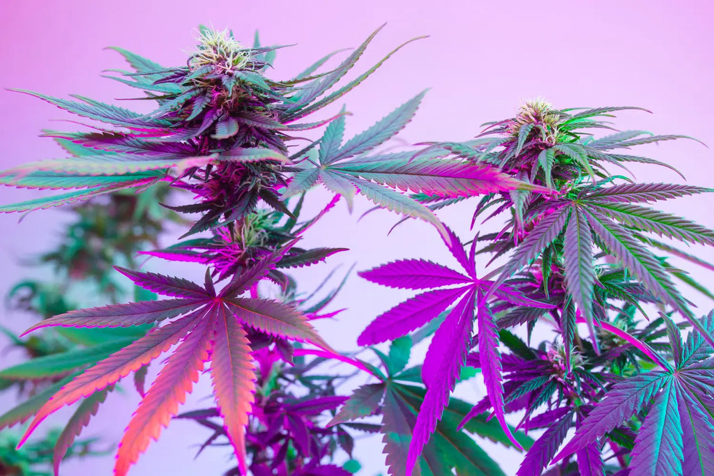 The Legality of THCA Flower in 2023