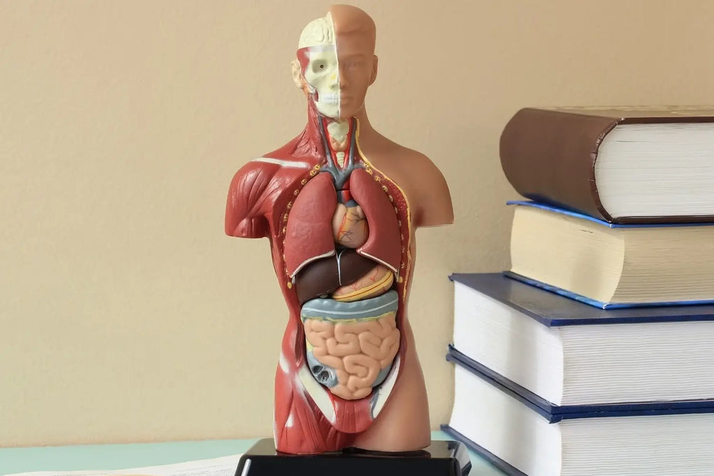 The Science Behind the Effects: How CBD Interacts with the Human Body