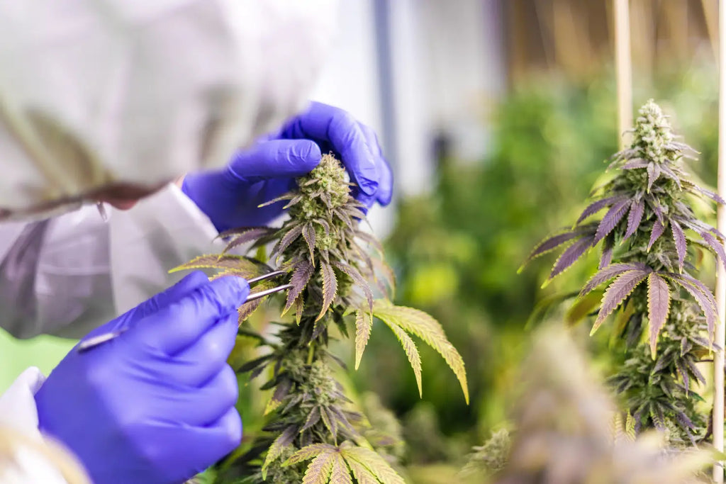 Understanding the Differences Between CBD and CBG: A Comprehensive Comparison