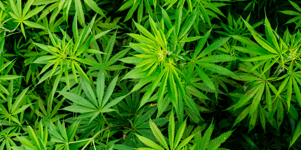 What Is Hybrid Weed? A complete guide to mixed cannabis