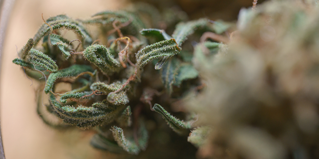 Rs11 Strain