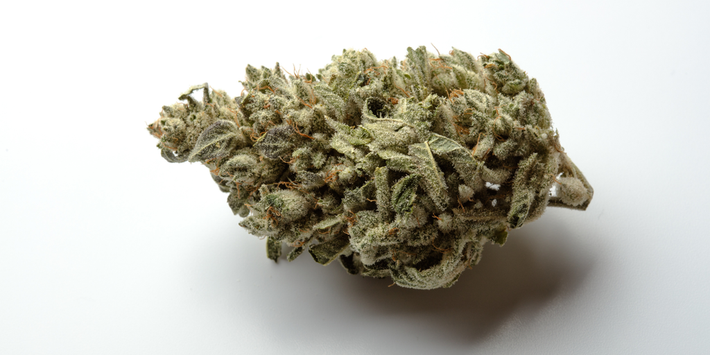 Gush Mints Strain