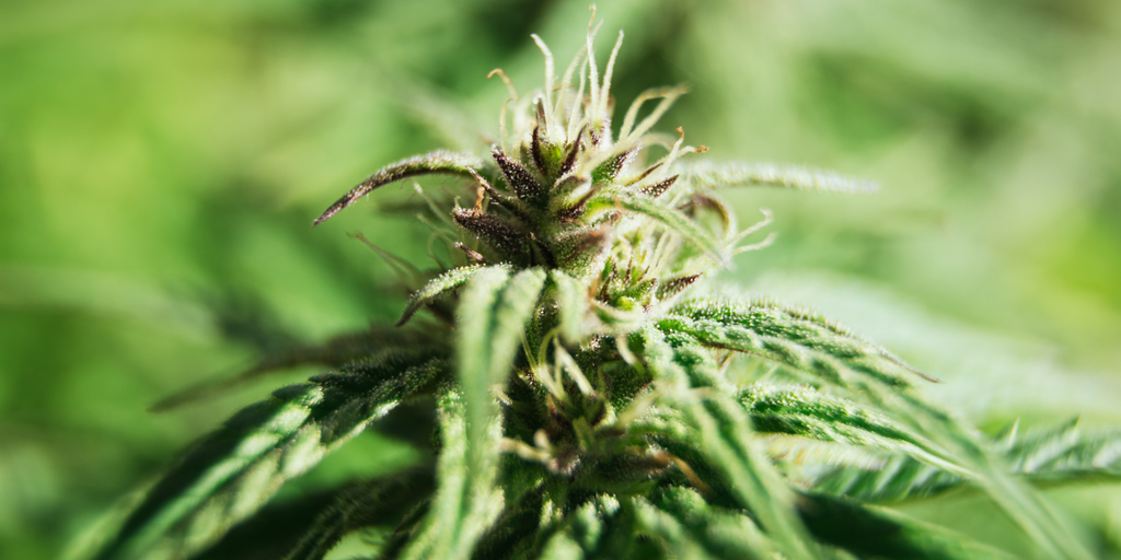Exploring Sativa Strains: Best Options For Focus And Creativity