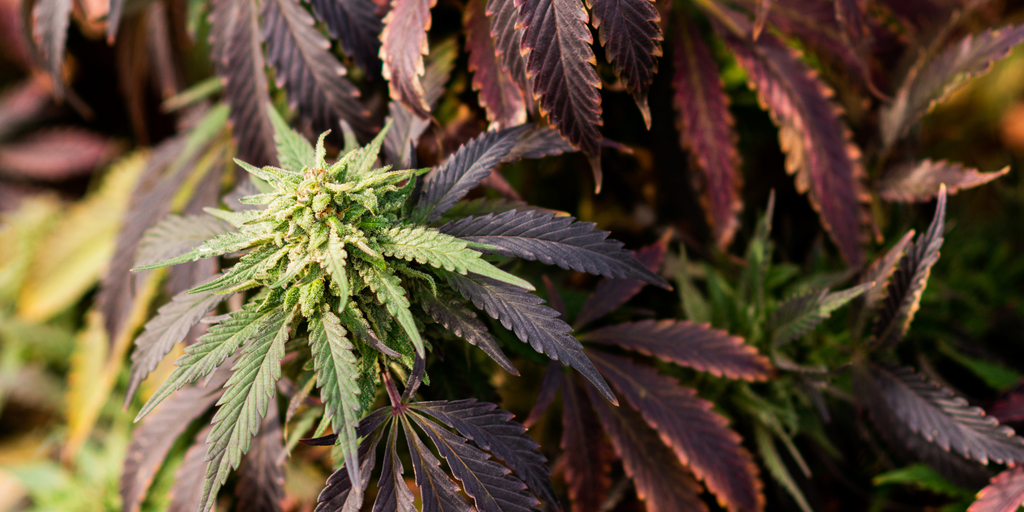 Runtz Strain