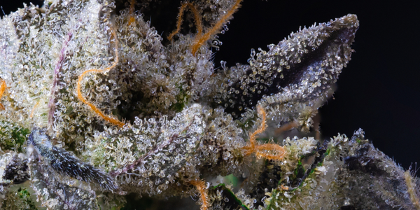 Understanding THC-O: Benefits, Effects, And Uses