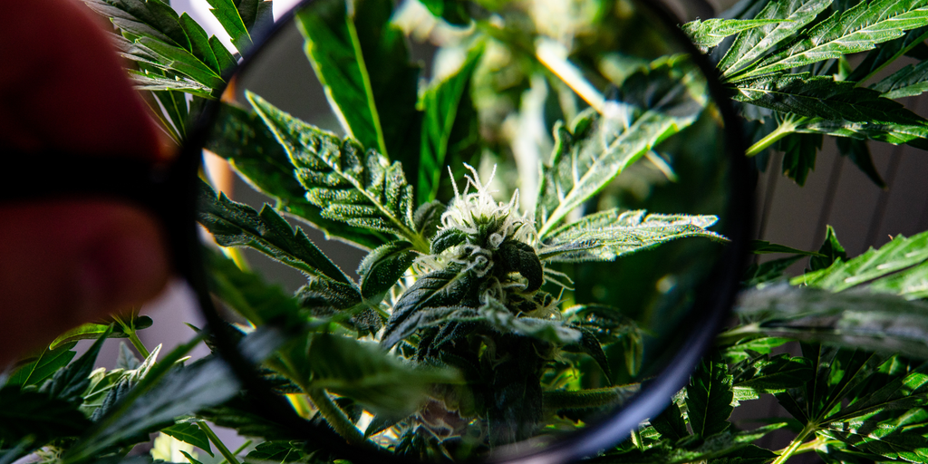 Delta 9 THC: Benefits, Effects, And How It Differs From Other