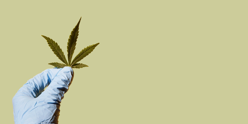 Delta 8 Vs CBD: Which Is Right For You?