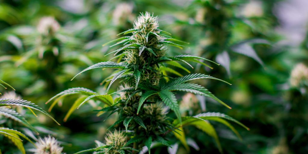 Cannabis Plant