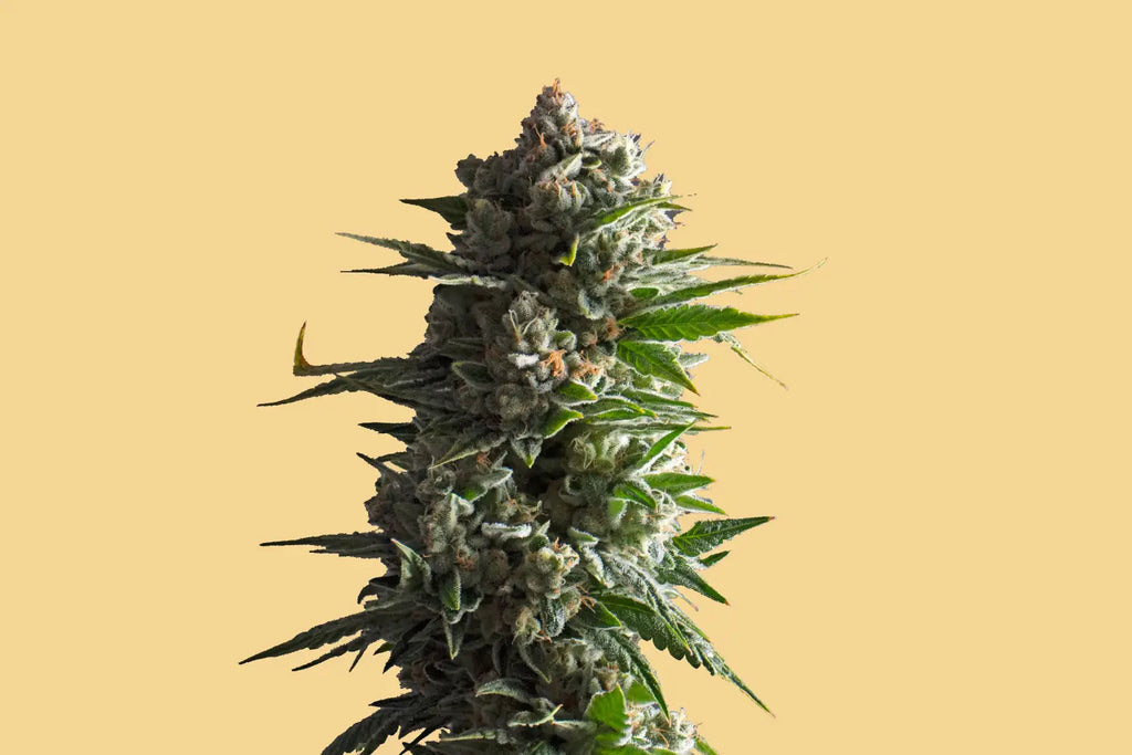 Unwind and Relax: The Soothing Effects of Indica CBD Flower