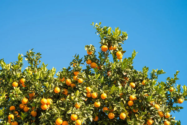 Valencene: The Citrusy Cannabis Terpene with Potential Health Benefits