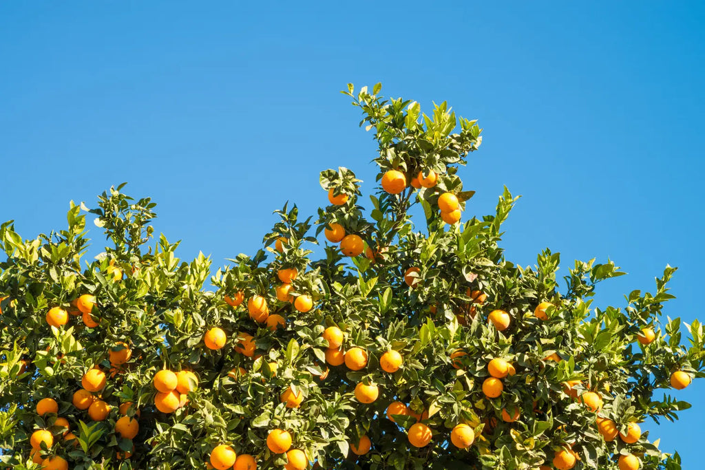 Valencene: The Citrusy Cannabis Terpene with Potential Health Benefits