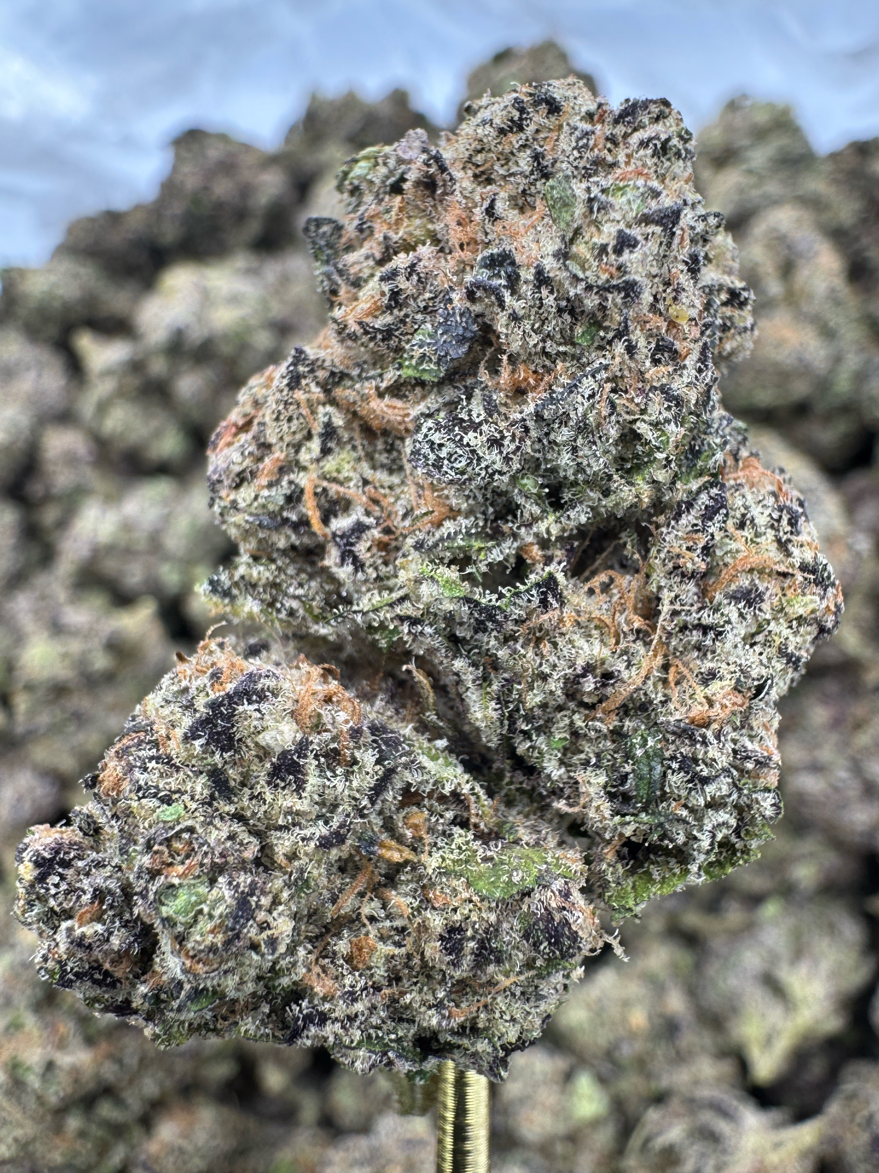 Purple Thai - THCA BULK Flower - Indoor Exotic