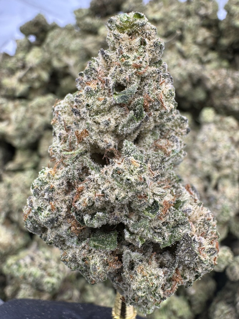 Layer Cake - THCA BULK Flower - Indoor