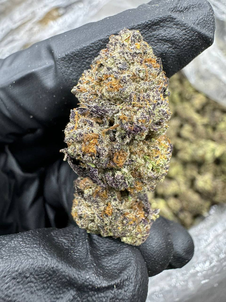 Gaz Money - THCA BULK FLOWER - AA INDOOR