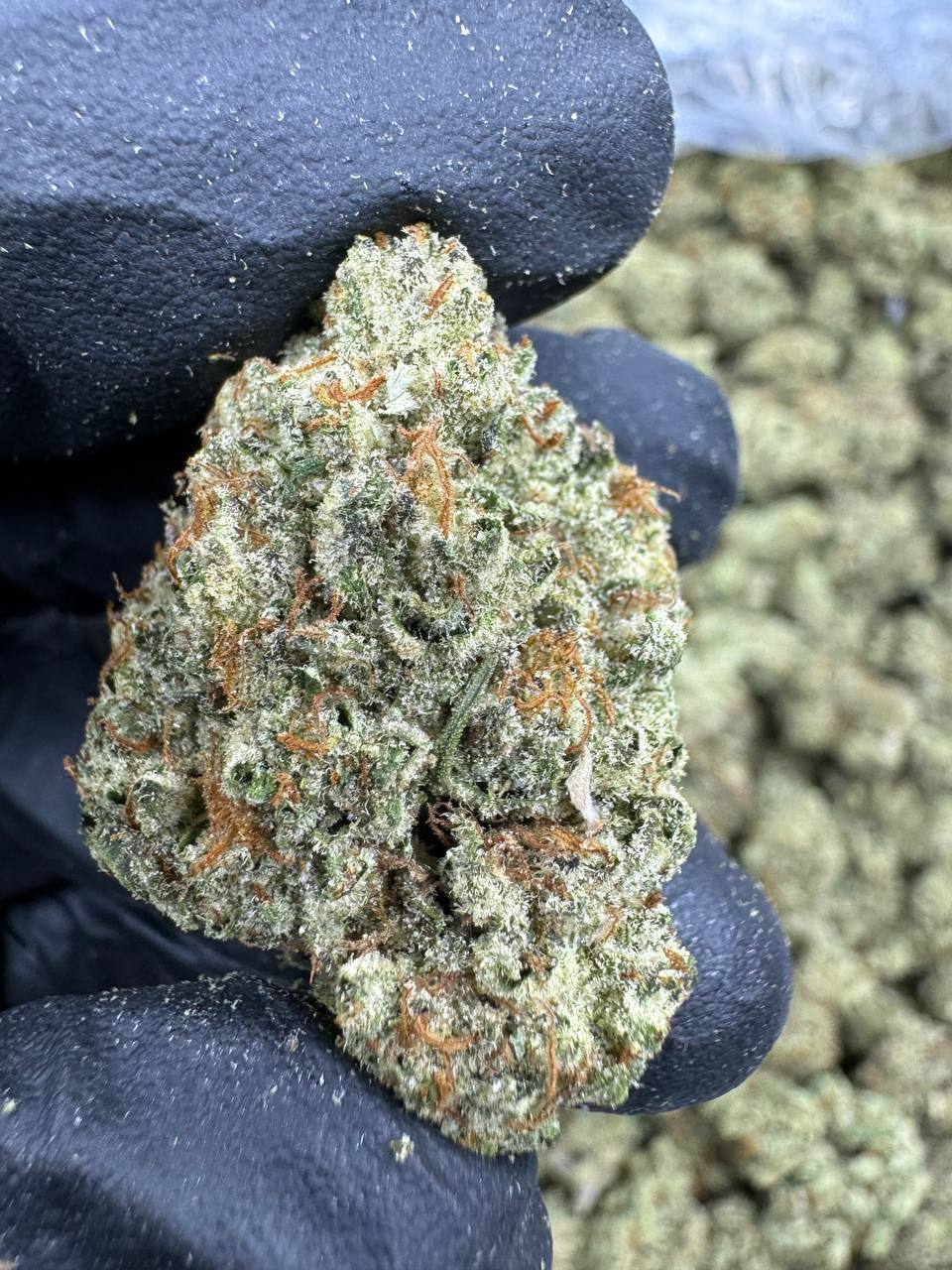 Animal Tree - THCA BULK Flower - Greenhouse