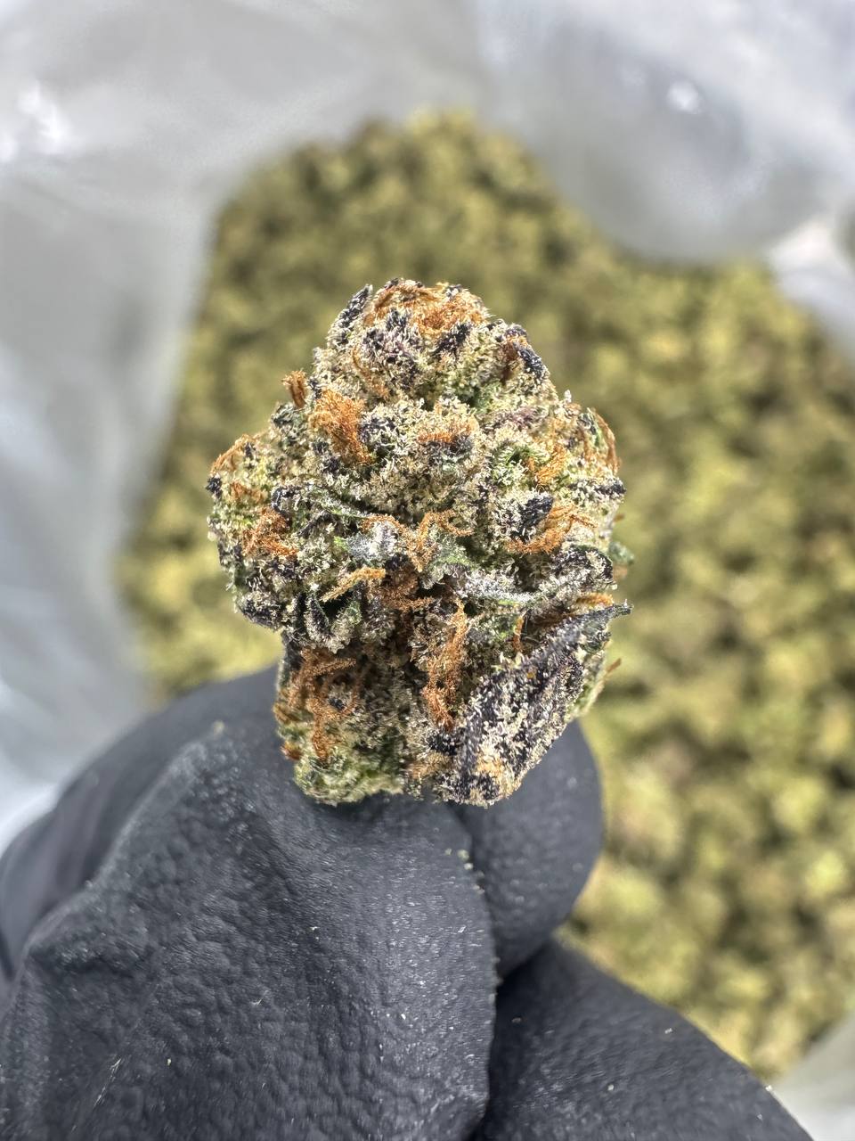 Jealousy - THCA Flower - Greenhouse Gold Nuggets
