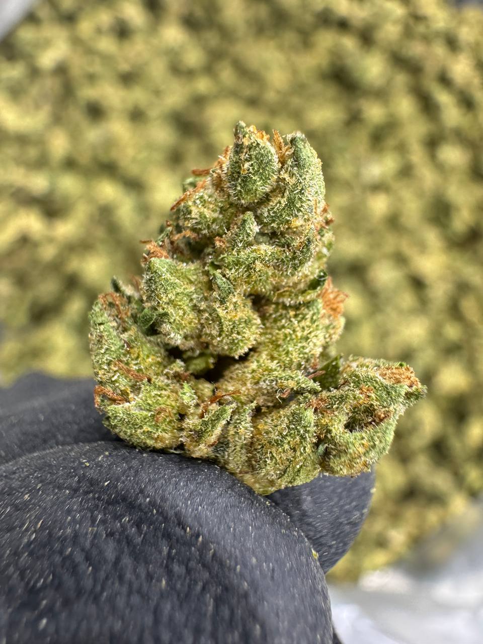 Pineapple Express - THCA Flower - Sungrown Gold Nuggets