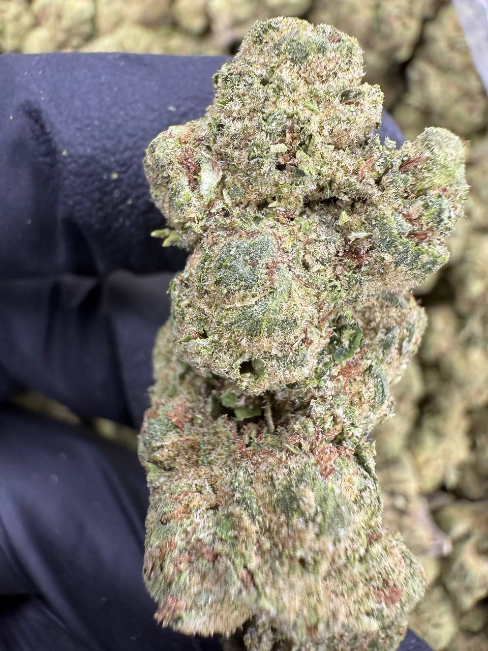 AK-47 - THCA BULK Flower - Sungrown