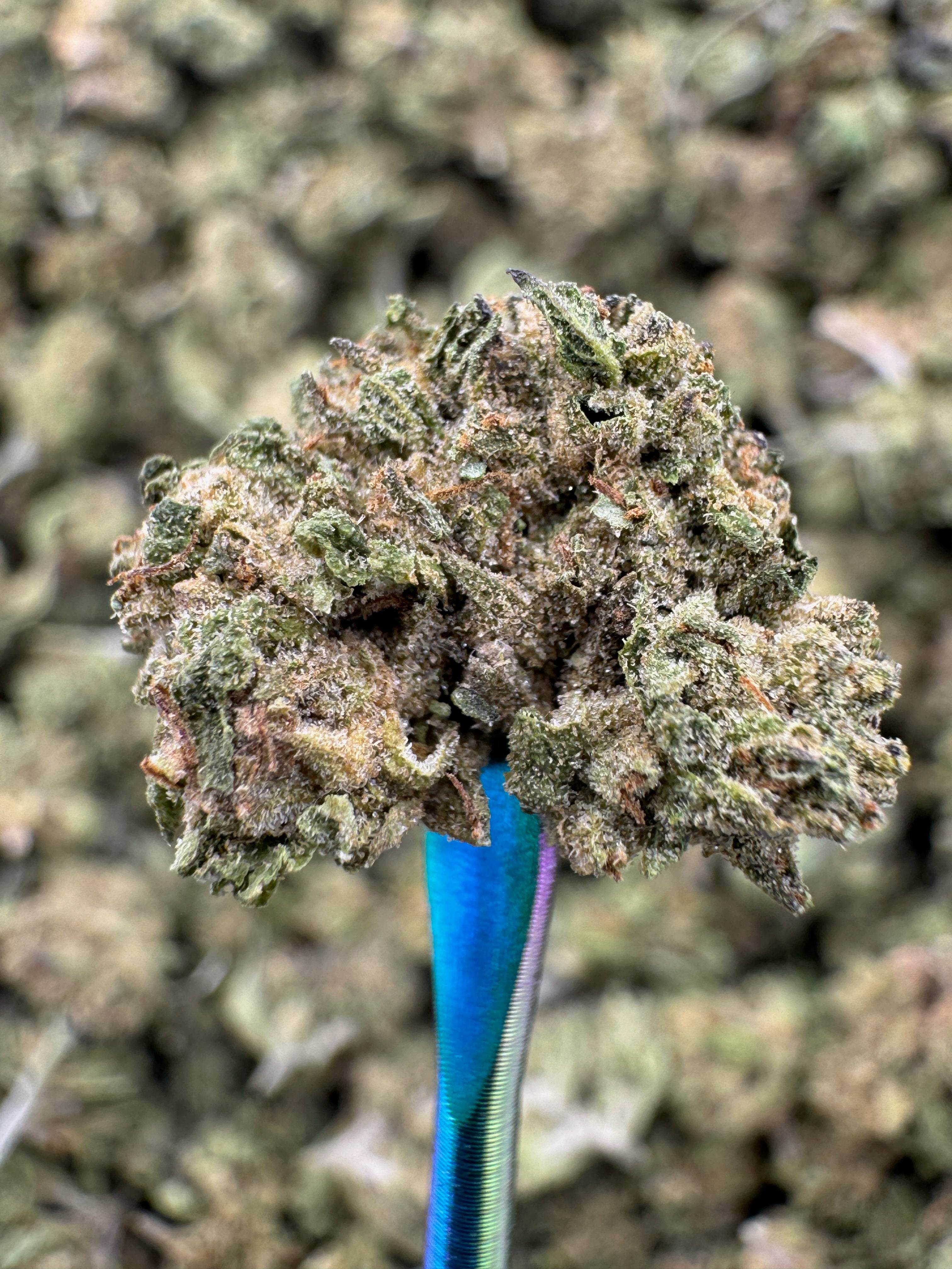 AK 47 - THCA BULK Flower - Sungrown Smalls
