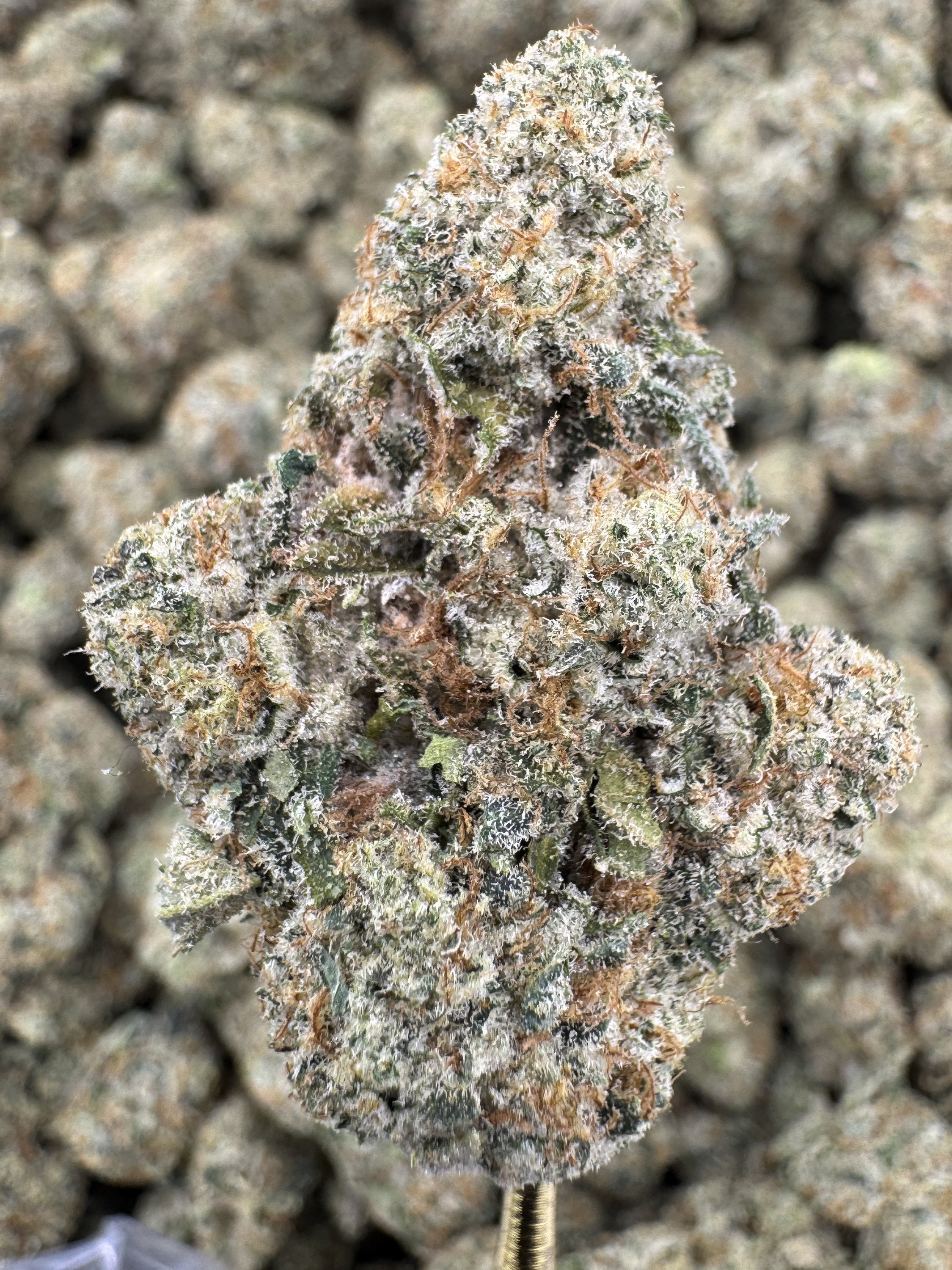 Acai Berry Gelato - THCA BULK Flower - Indoor Exotic