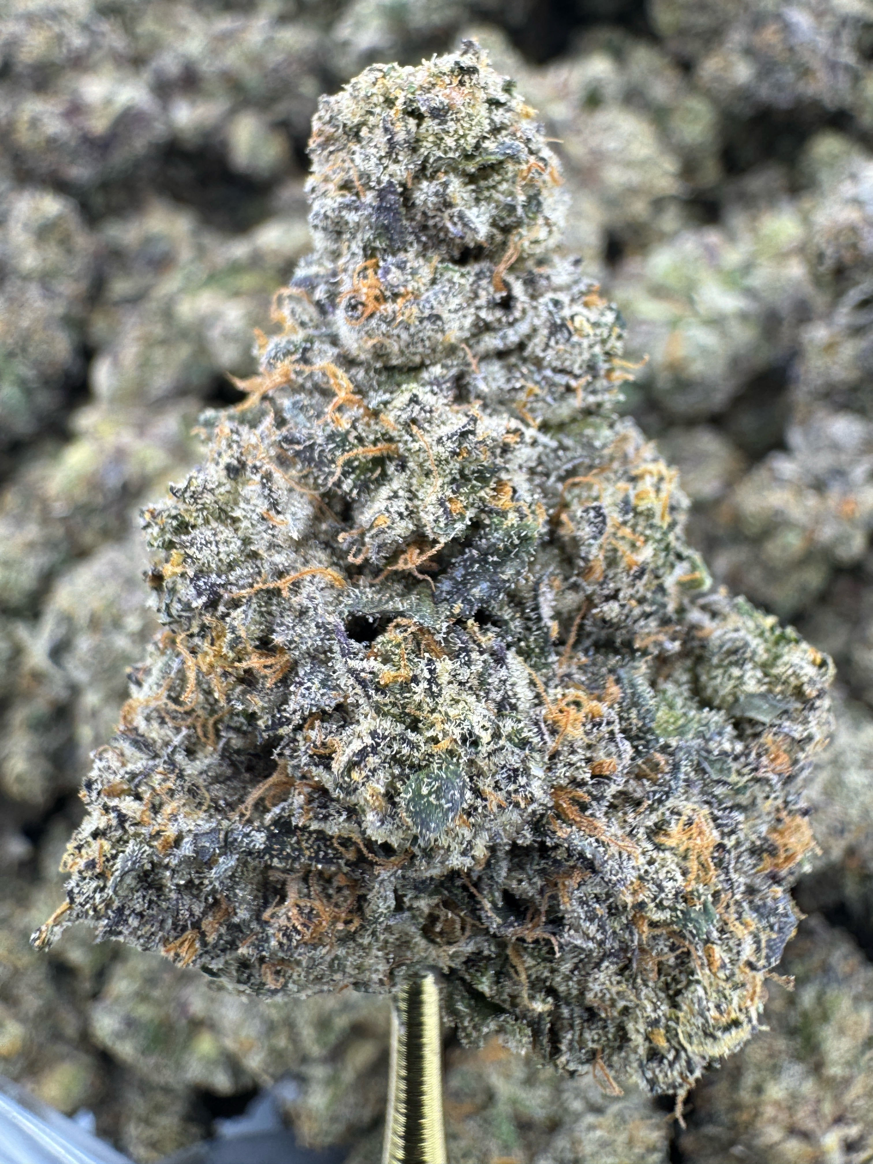 Acai Berry Gelato - THCA BULK Flower - Indoor Exotic