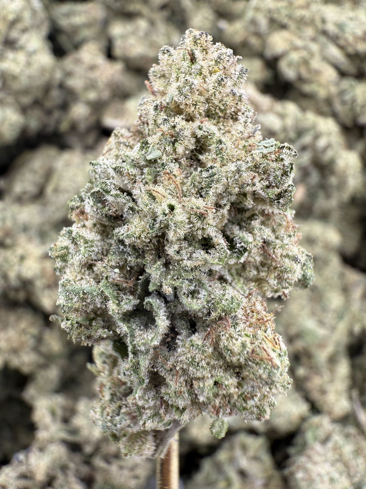 Alien Cookies - THCA BULK Flower - Greenhouse