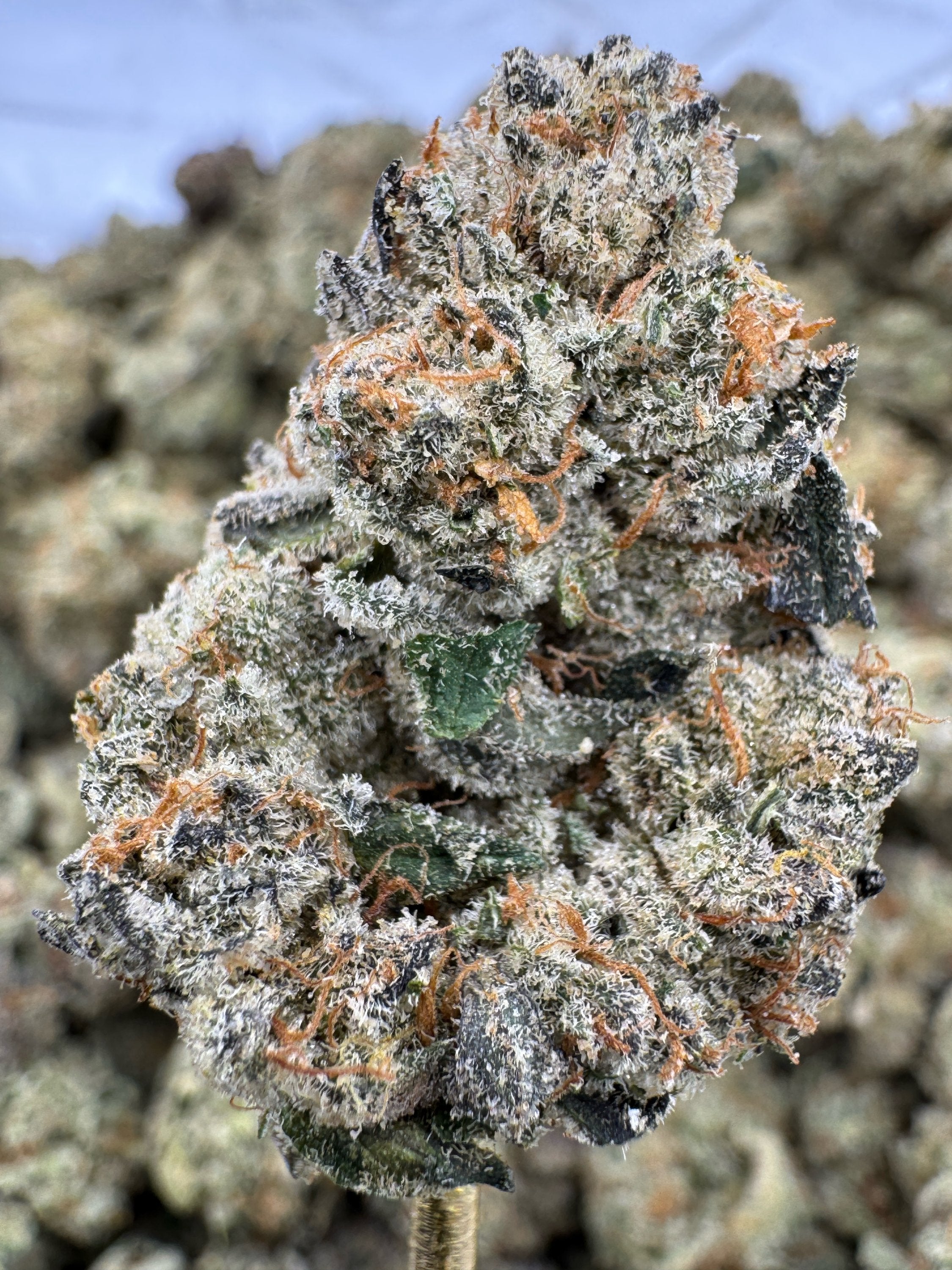 Animal Face - THCA BULK Flower - Indoor