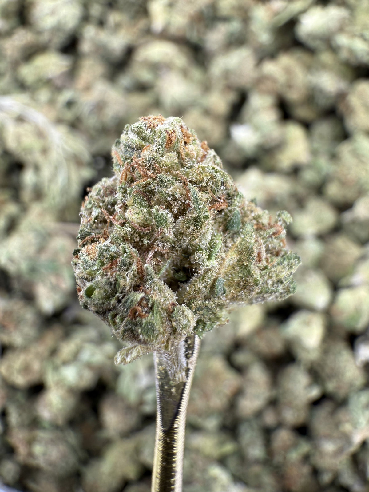Animal Mintz - THCA Flower - Greenhouse Gold Nuggets