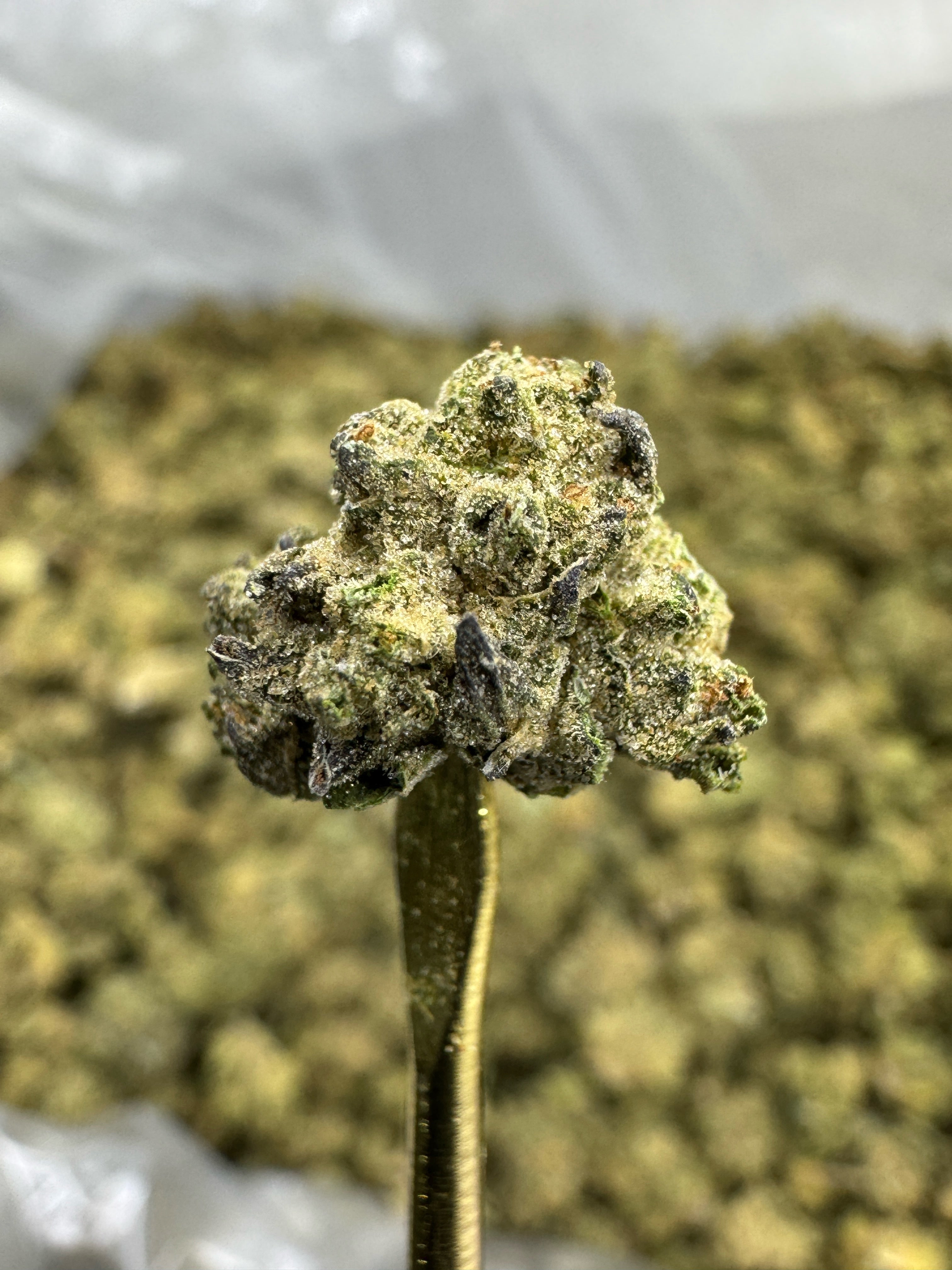 Animal Mintz - THCA BULK Flower - Sungrown Smalls