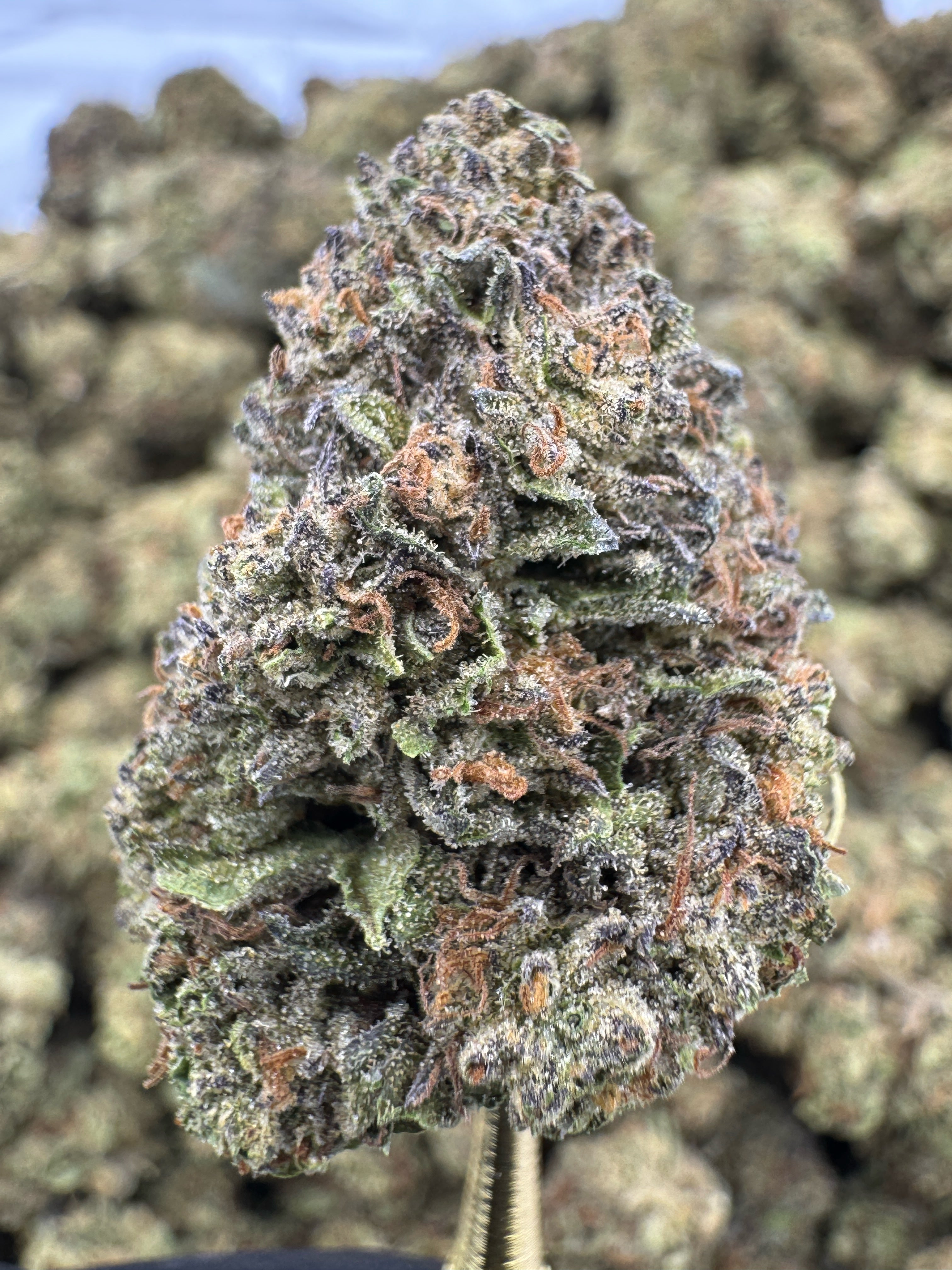 Animal Mintz - THCA BULK Flower - Sungrown