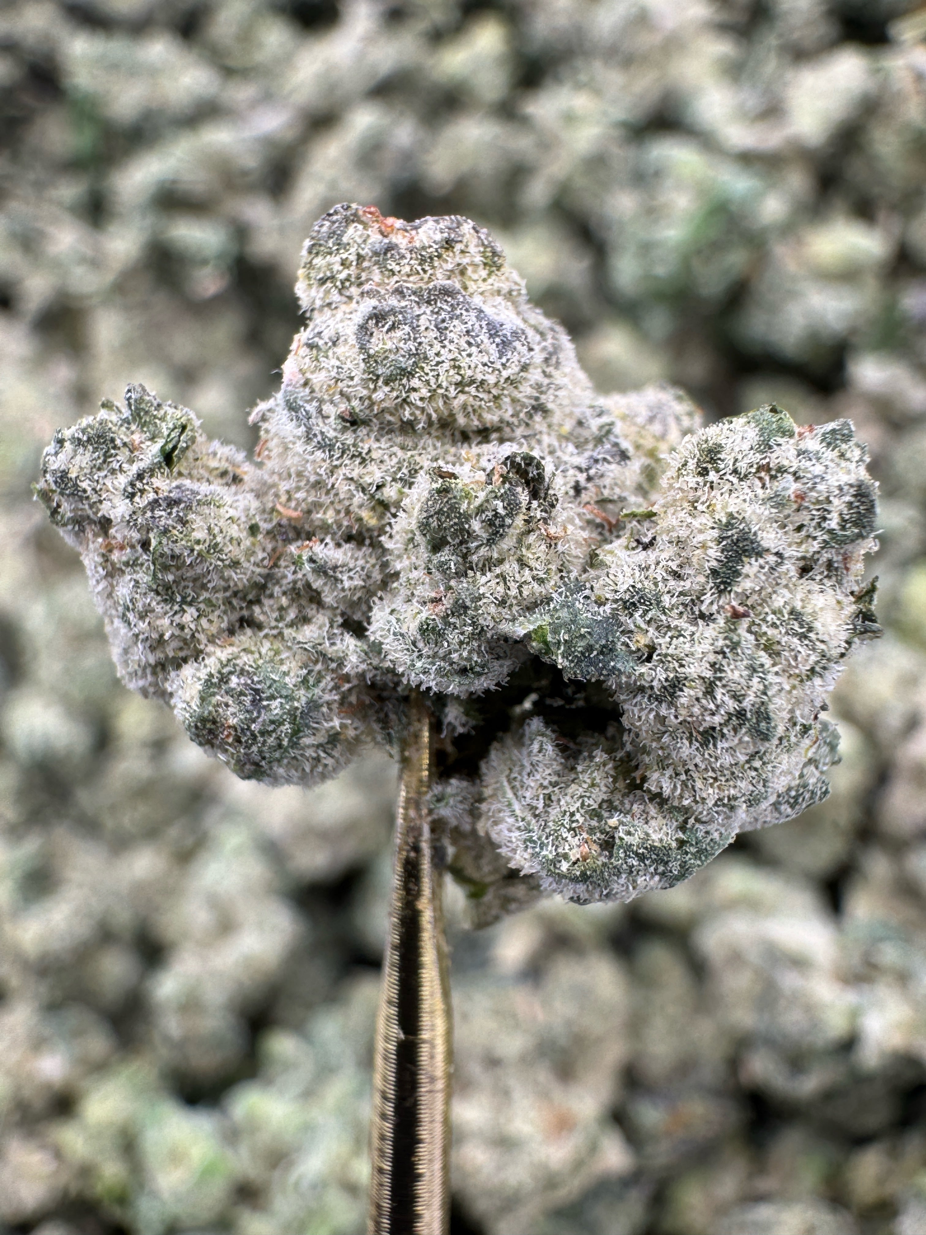 Apple Scotti - THCA Flower - Indoor Gold Nuggets Exotic