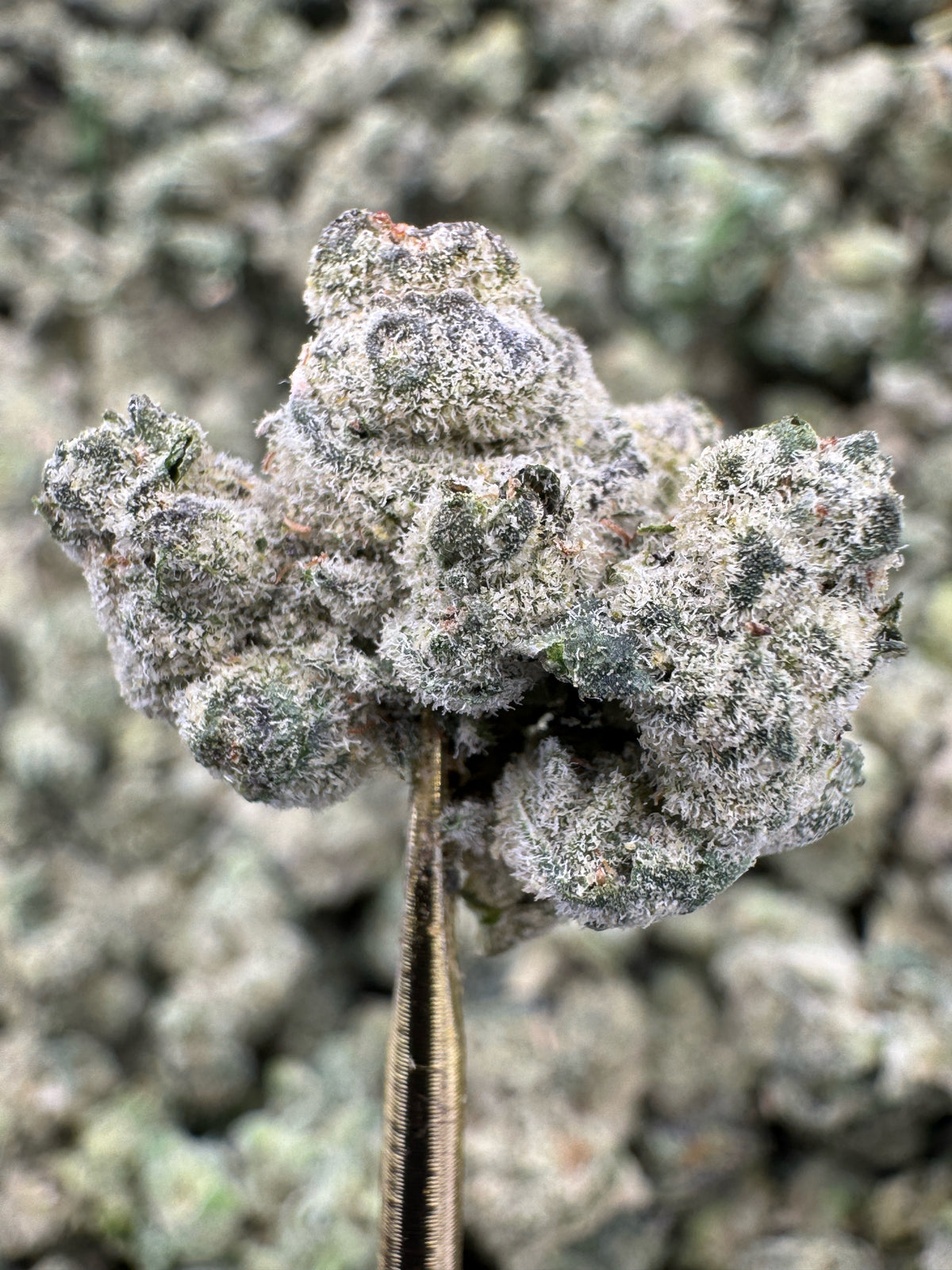Apple Scotti - THCA Flower - Indoor Gold Nuggets Exotic
