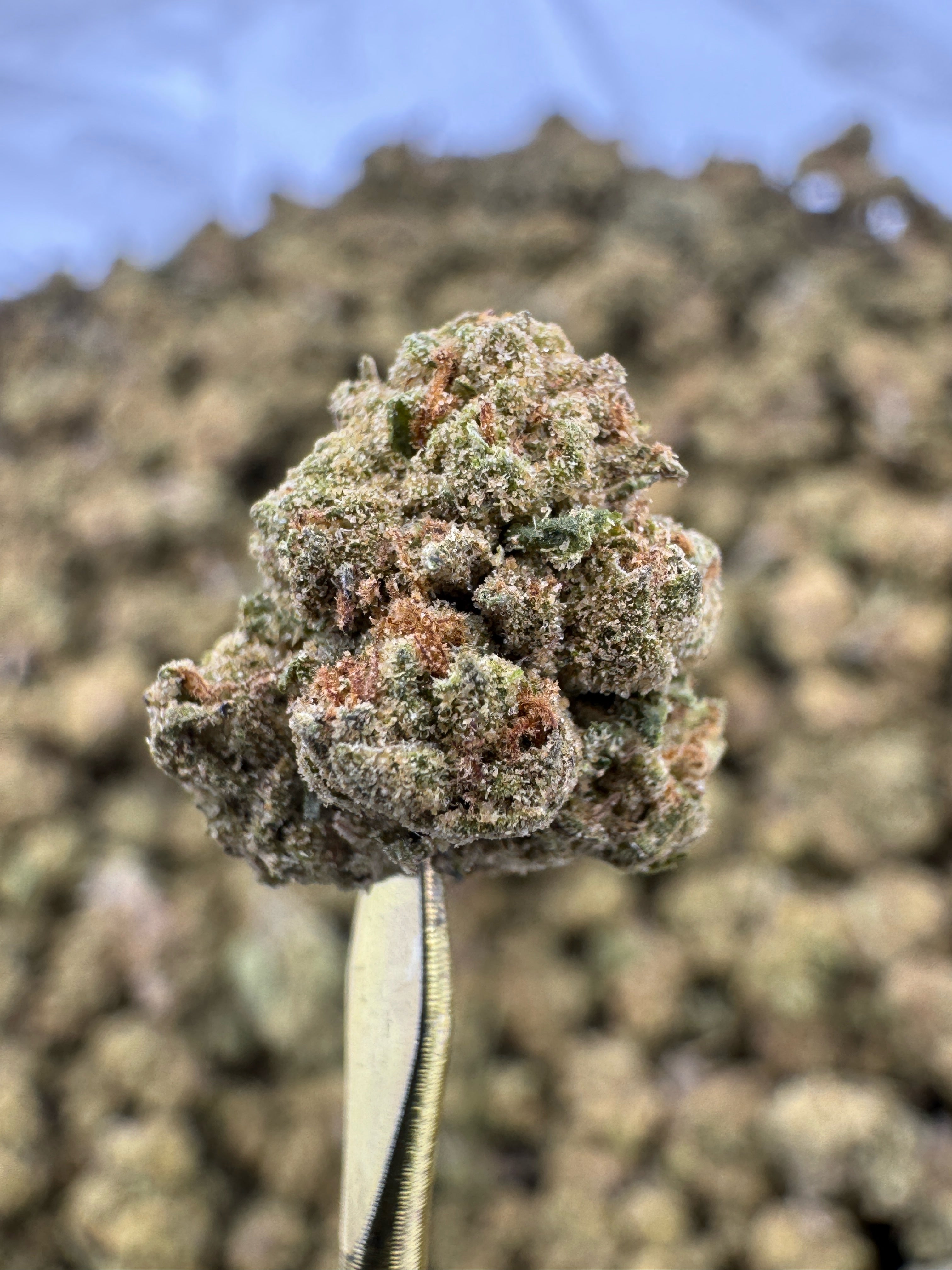Apple Fritter - THCA Flower - Greenhouse Gold Nuggets