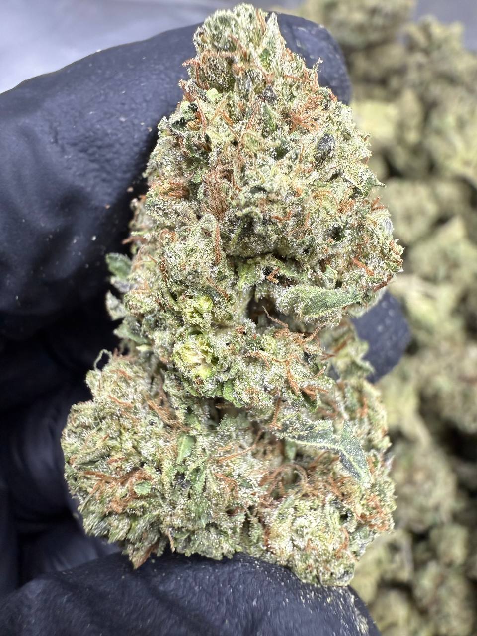 Apple Fritter - THCA BULK Flower - Greenhouse