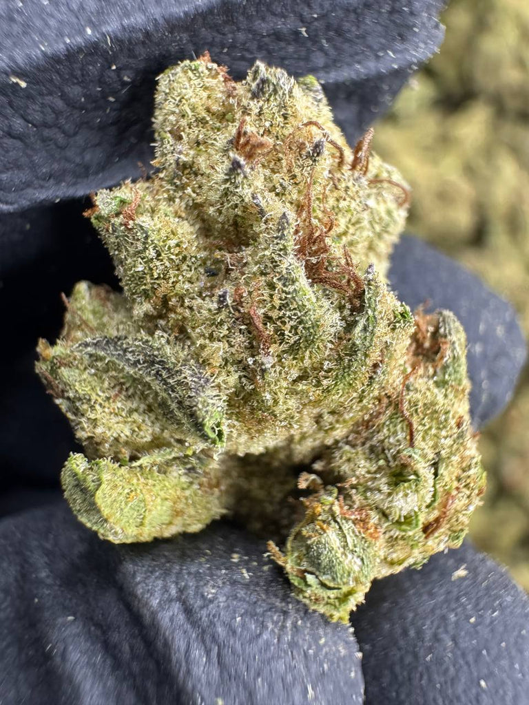 Apple Fritter - THCA BULK FLOWER - MEDIUMS - TOP SHELF