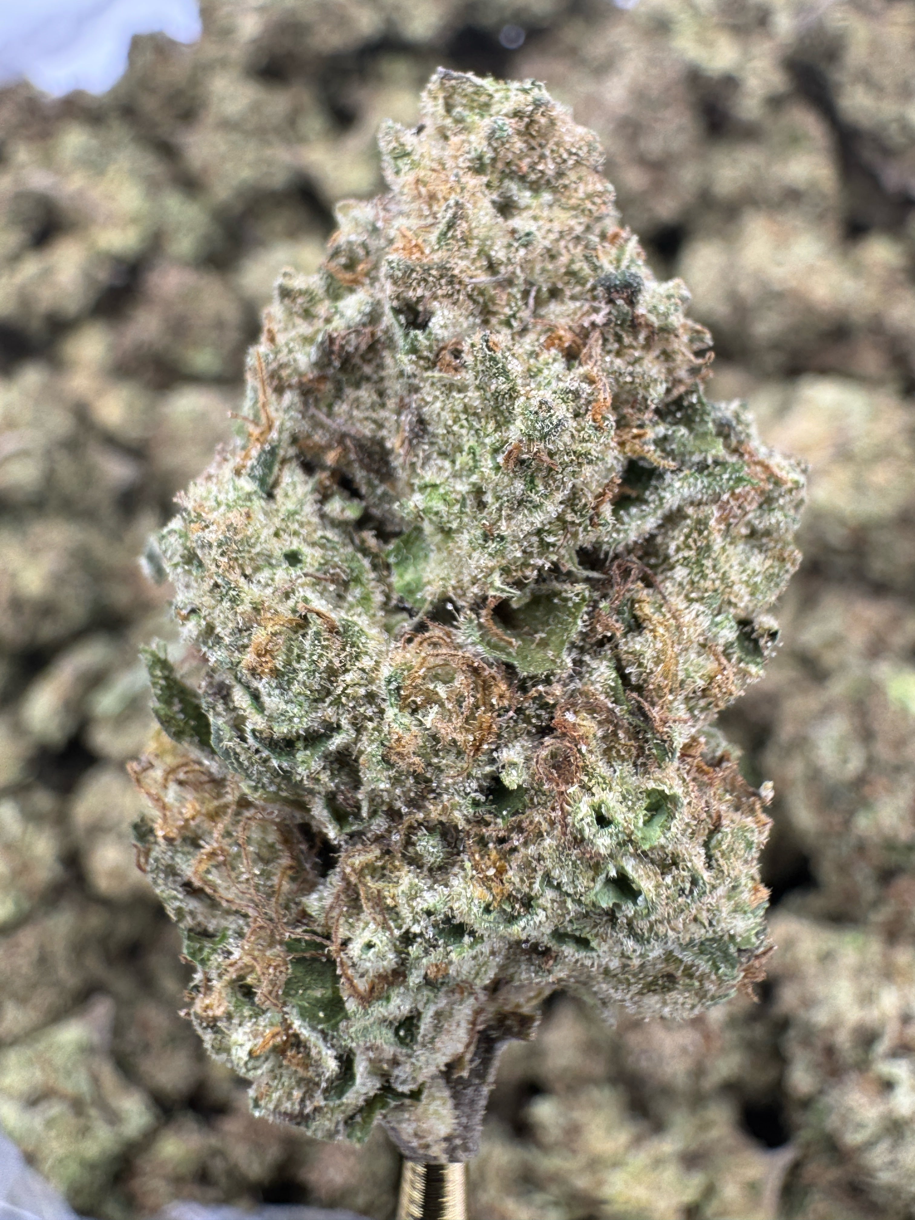 Apples and Bananas - THCA Flower - Greenhouse Top Cut