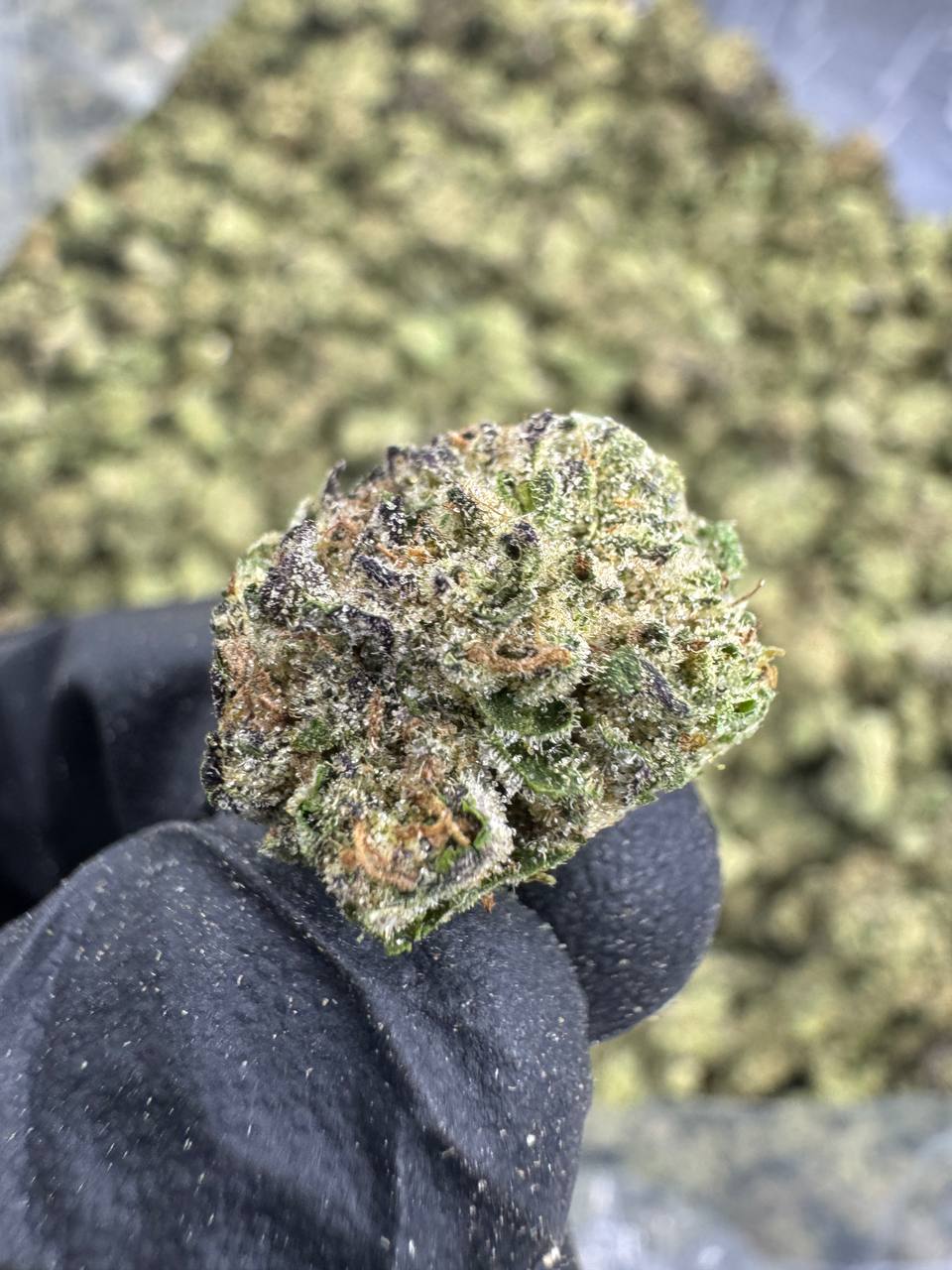 Bacio Gelato - THCA BULK Flower - Greenhouse Smalls