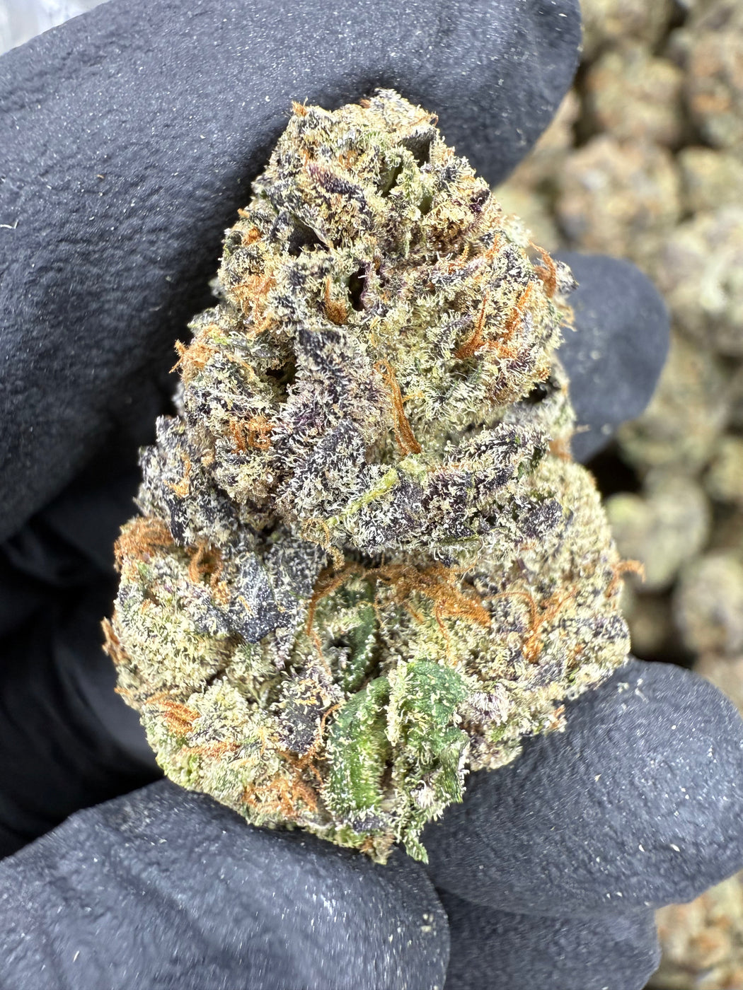Bacio Gelato - THCA BULK FLOWER - EXOTIC INDOOR