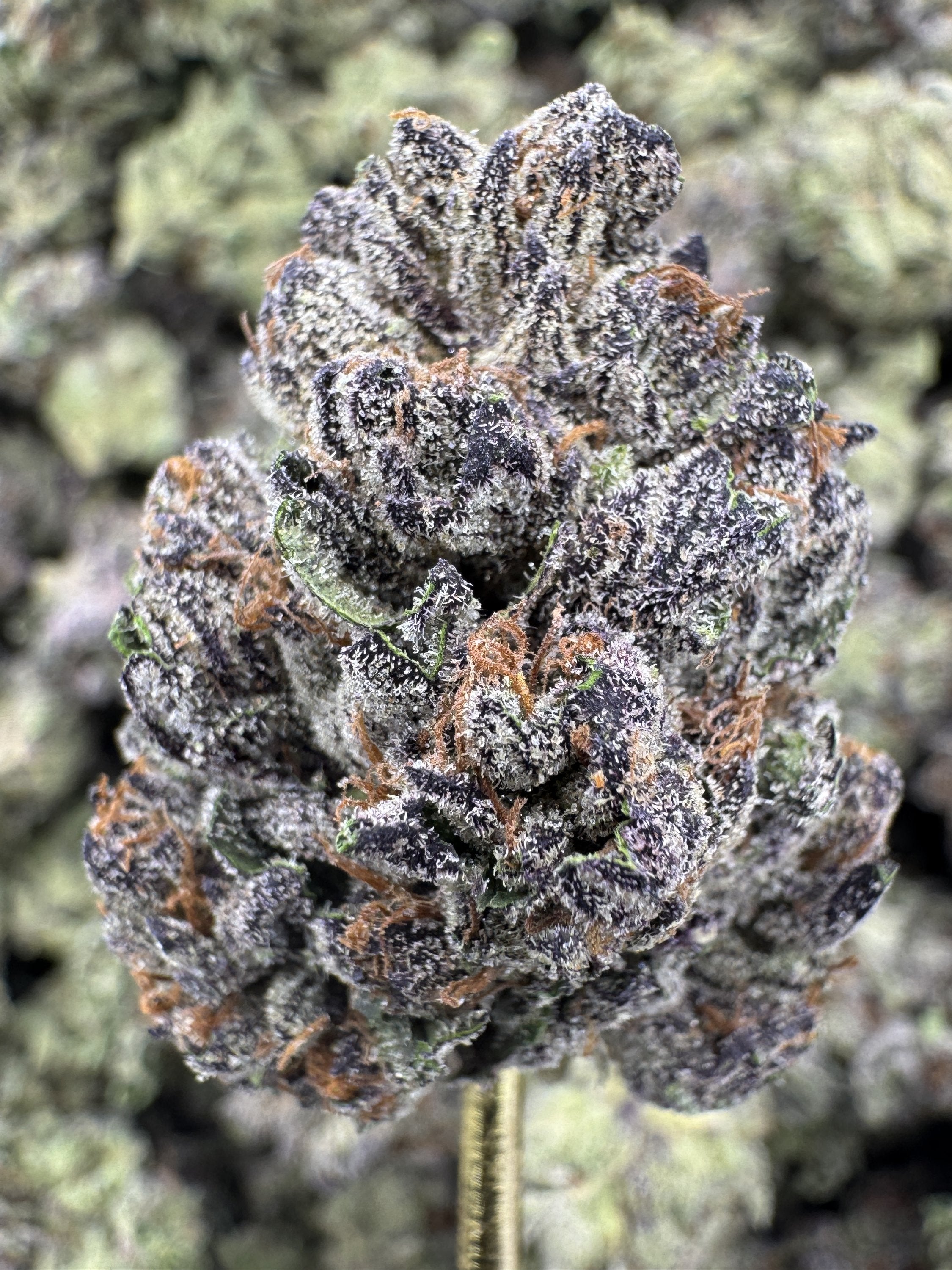 Bacio Gelato - THCA BULK Flower - Greenhouse