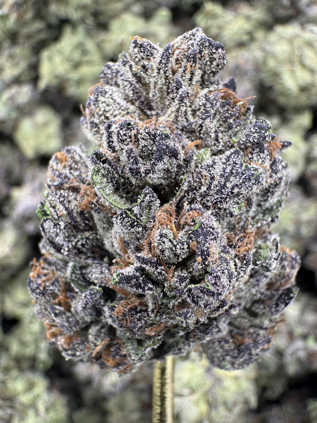 Bacio Gelato - THCA BULK Flower - Greenhouse