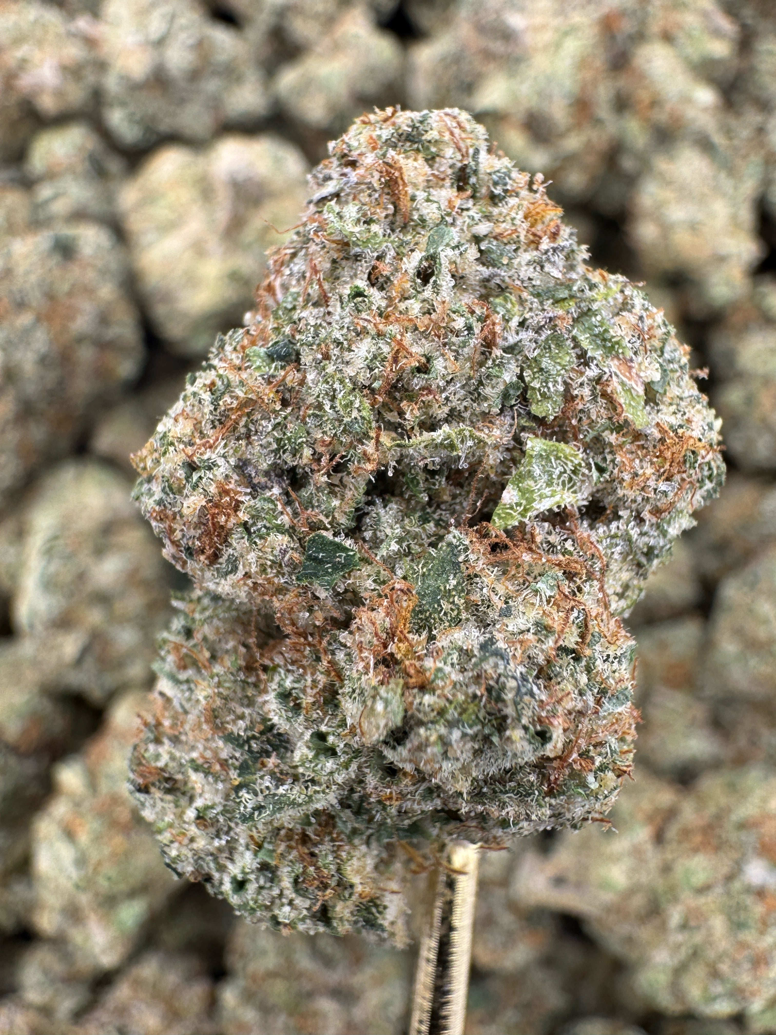 Bacio Gelato - THCA BULK Flower - Indoor Exotic