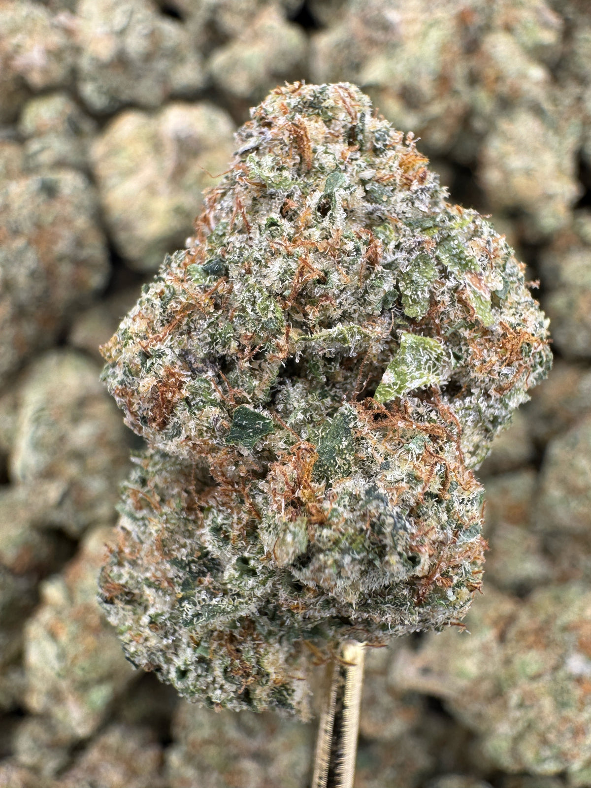 Bacio Gelato - THCA BULK Flower - Indoor Exotic